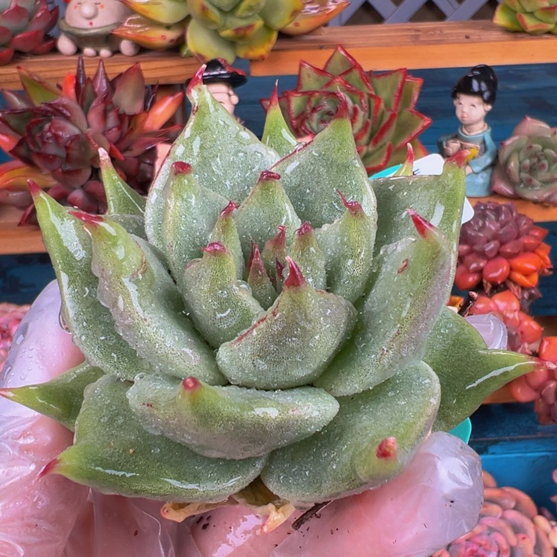 从前慢多肉精选编号0303.204