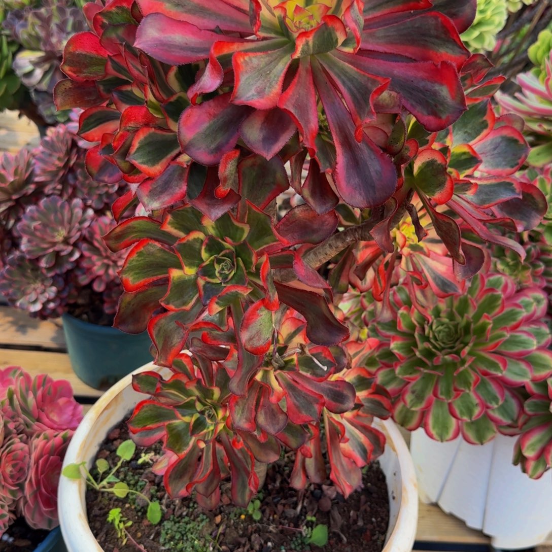 美***。958多肉植物法师号