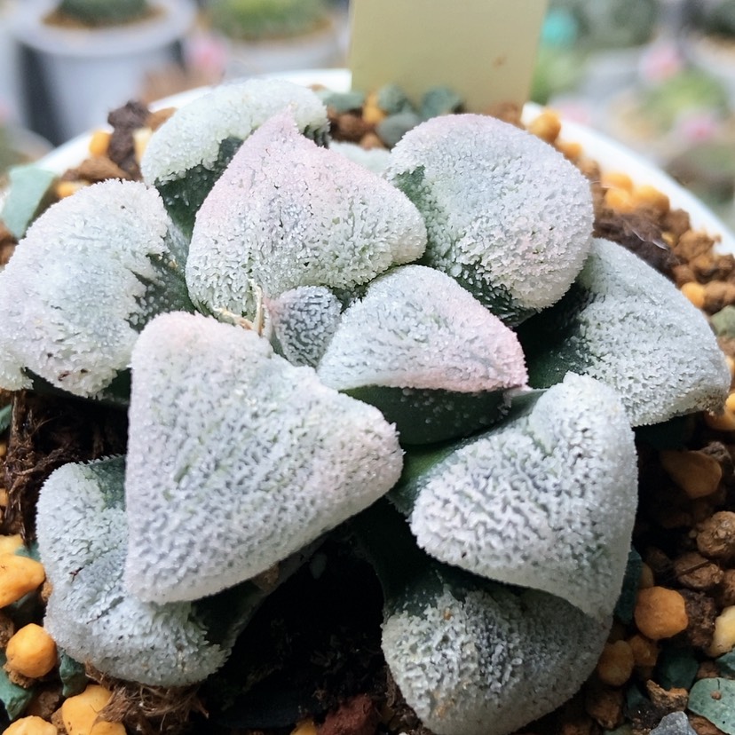 【闪购商品】粉雪35