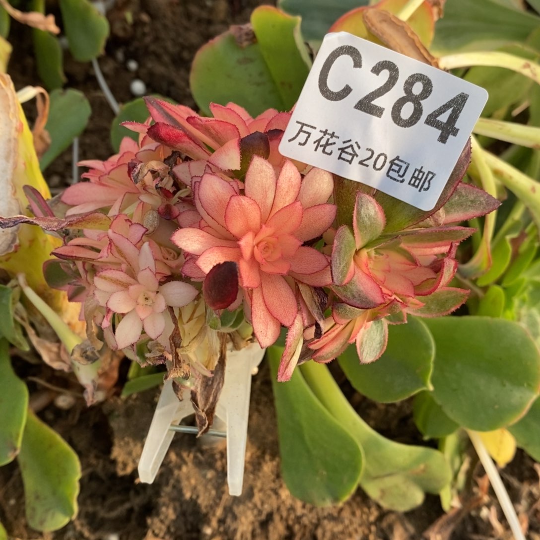 284黑魔锦多肉植物无售后