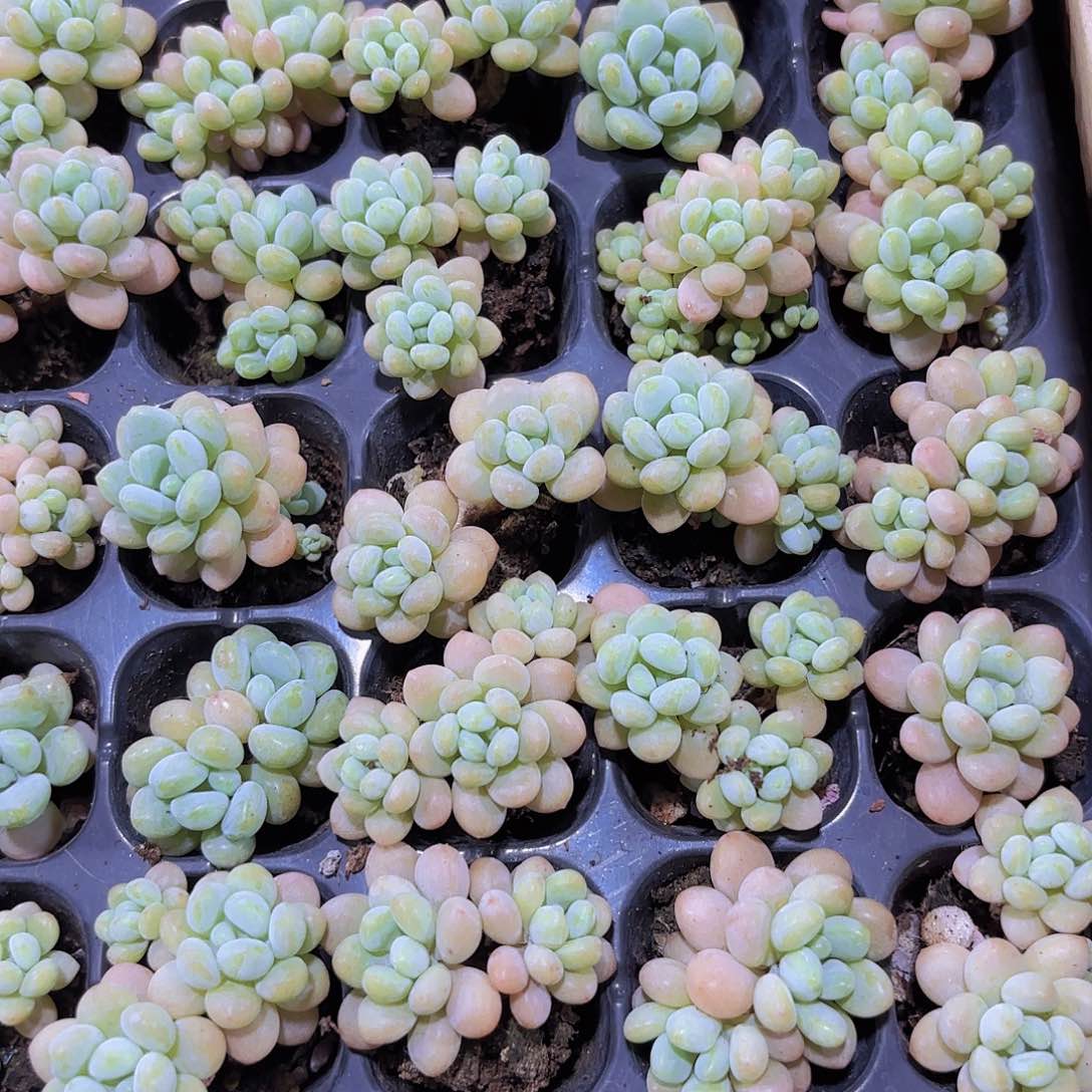 小穴米2米2颗洛可可