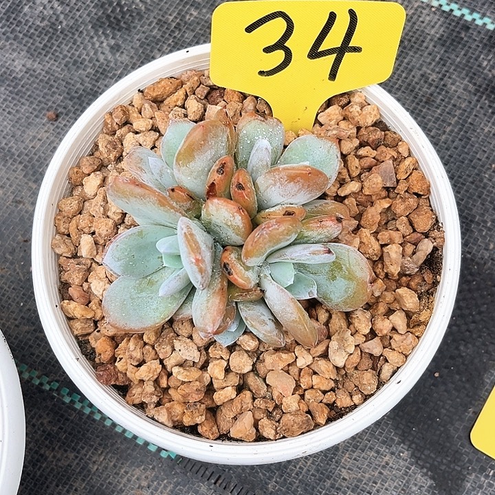 奶茶34号码牌子的一