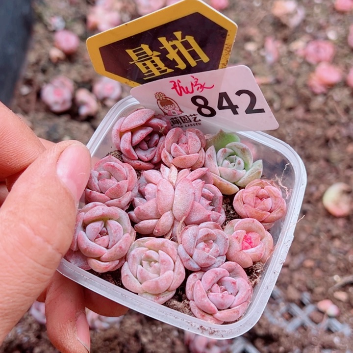 多肉植物多肉植物