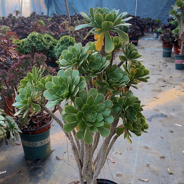 嫁接法师一物一图10