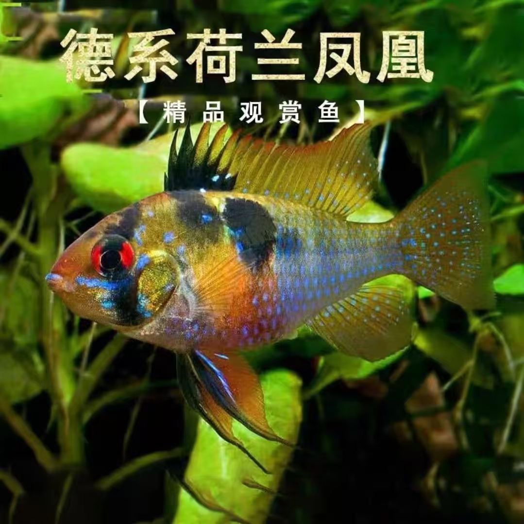 凤凰短鲷鱼热带淡水观赏鱼可混养可繁殖小型鱼
