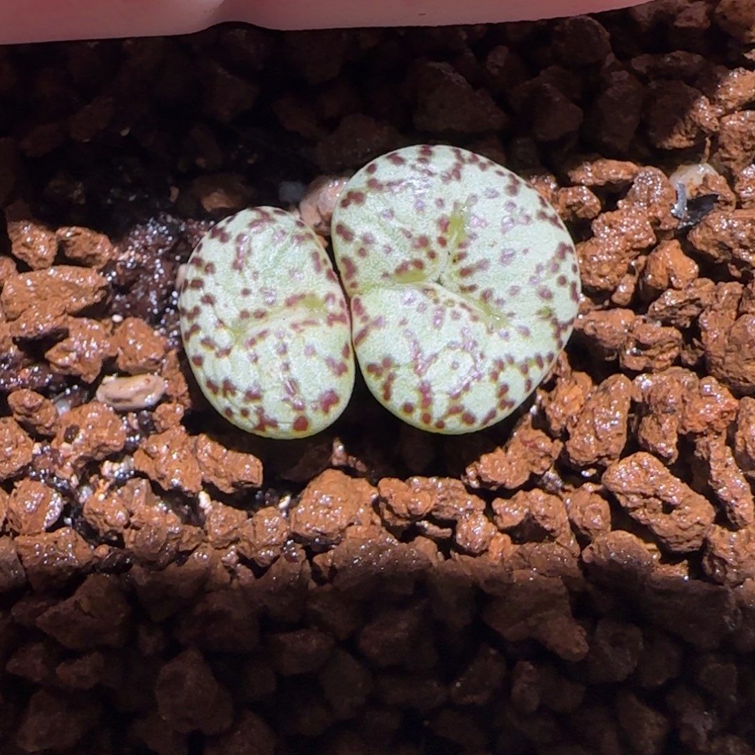 肉锥多肉植物百科-紫纹黑点安贞806