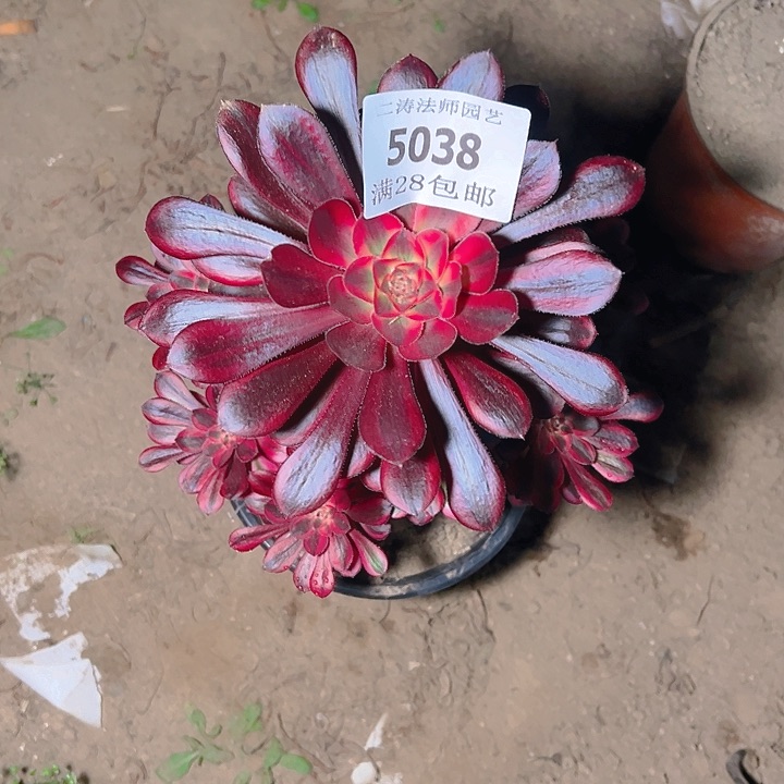 5038香奈尔多肉植物2号