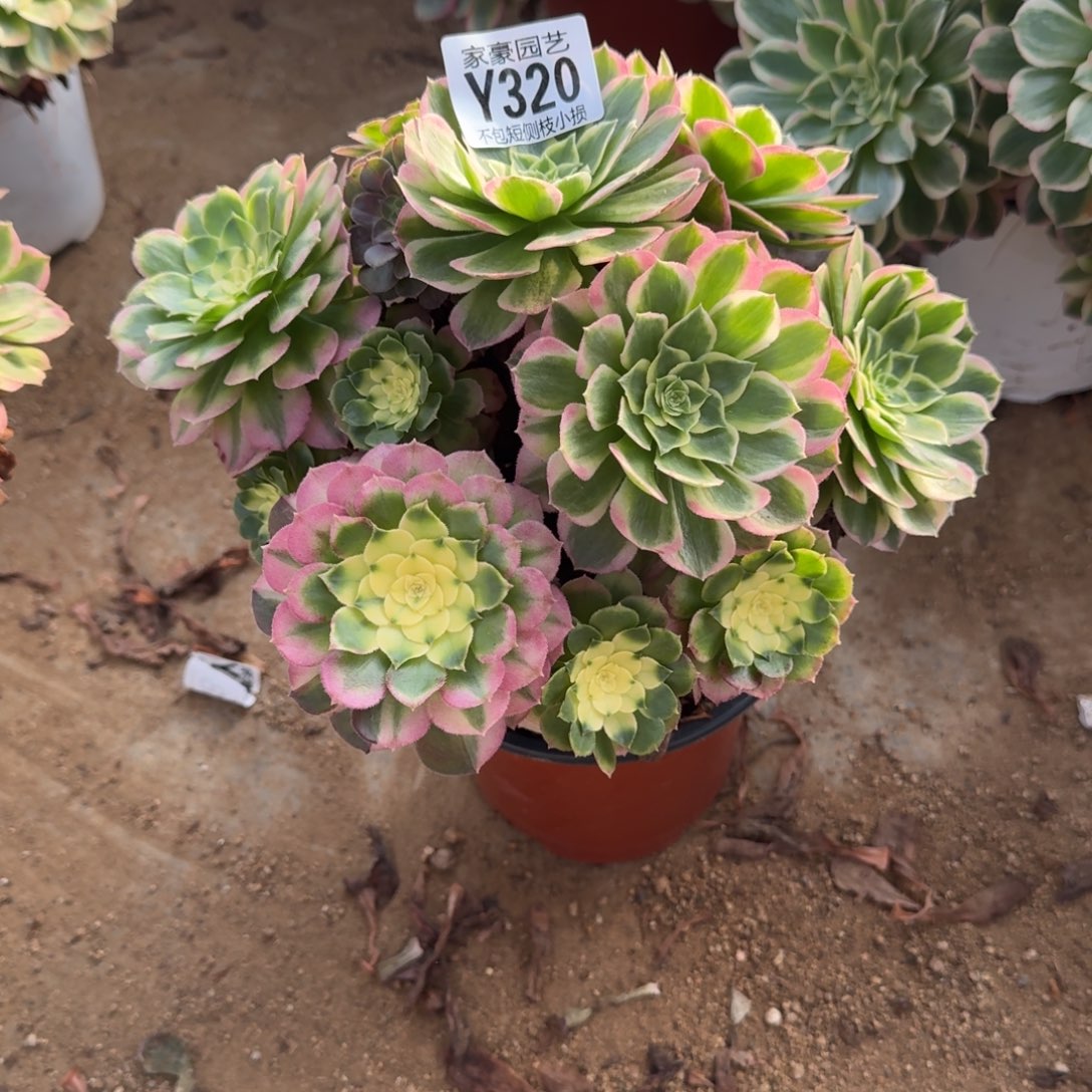 320海王官服20左右2