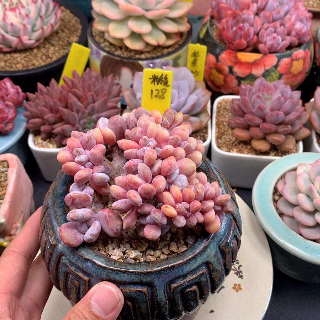 我们家的小仙女们