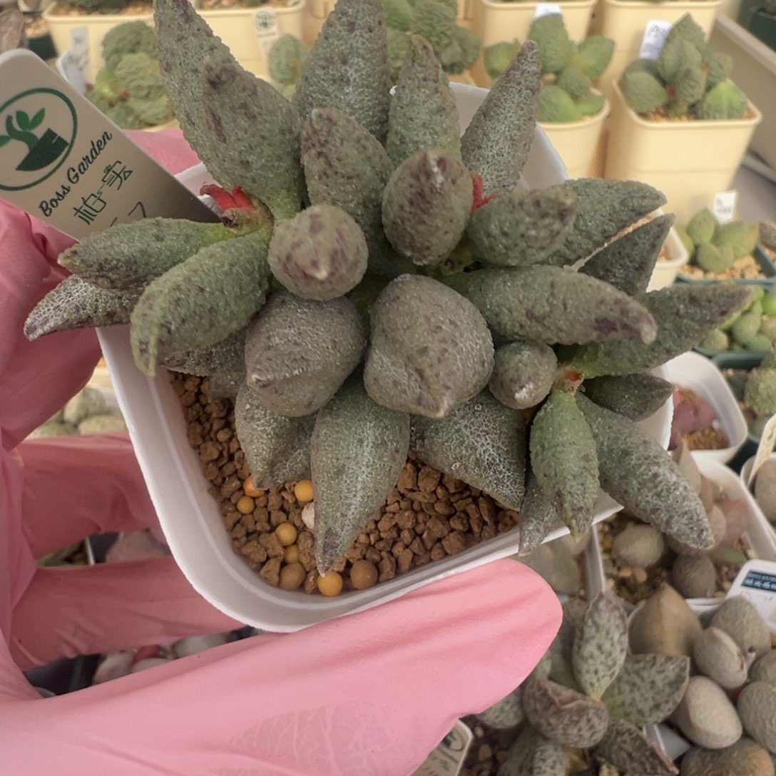 423辣椒型实生胖嘟嘟