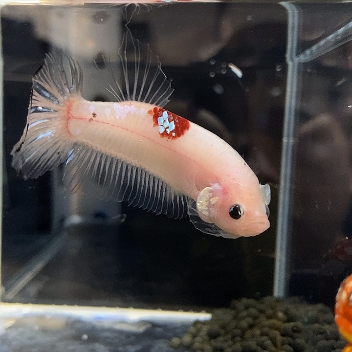 斗鱼黑1号巨斗将军