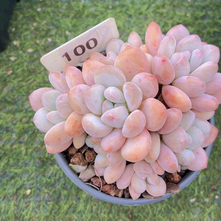 健健康康平平安安