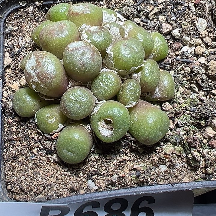 686号铜壶多肉植物