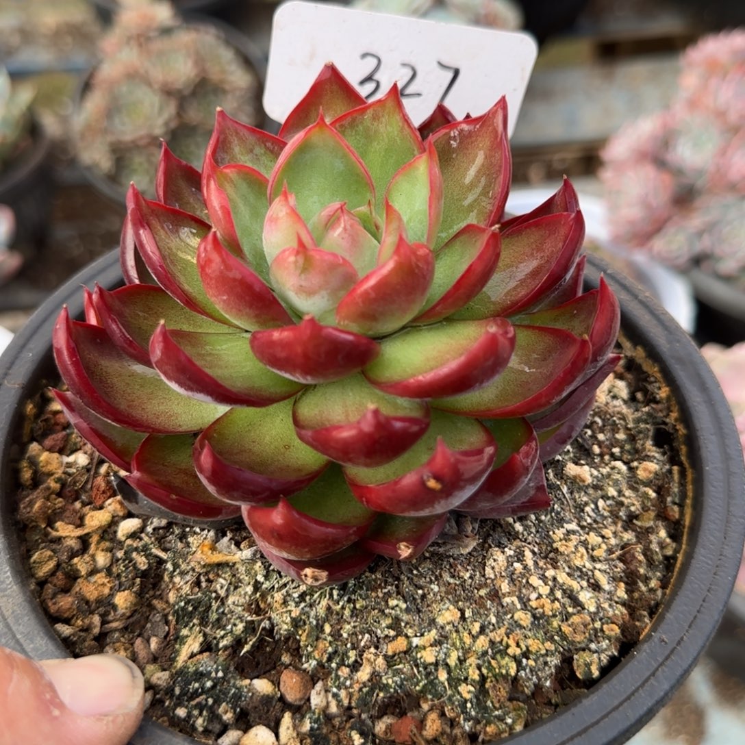 j***t惊鸿一物一拍包装收缩花旱327