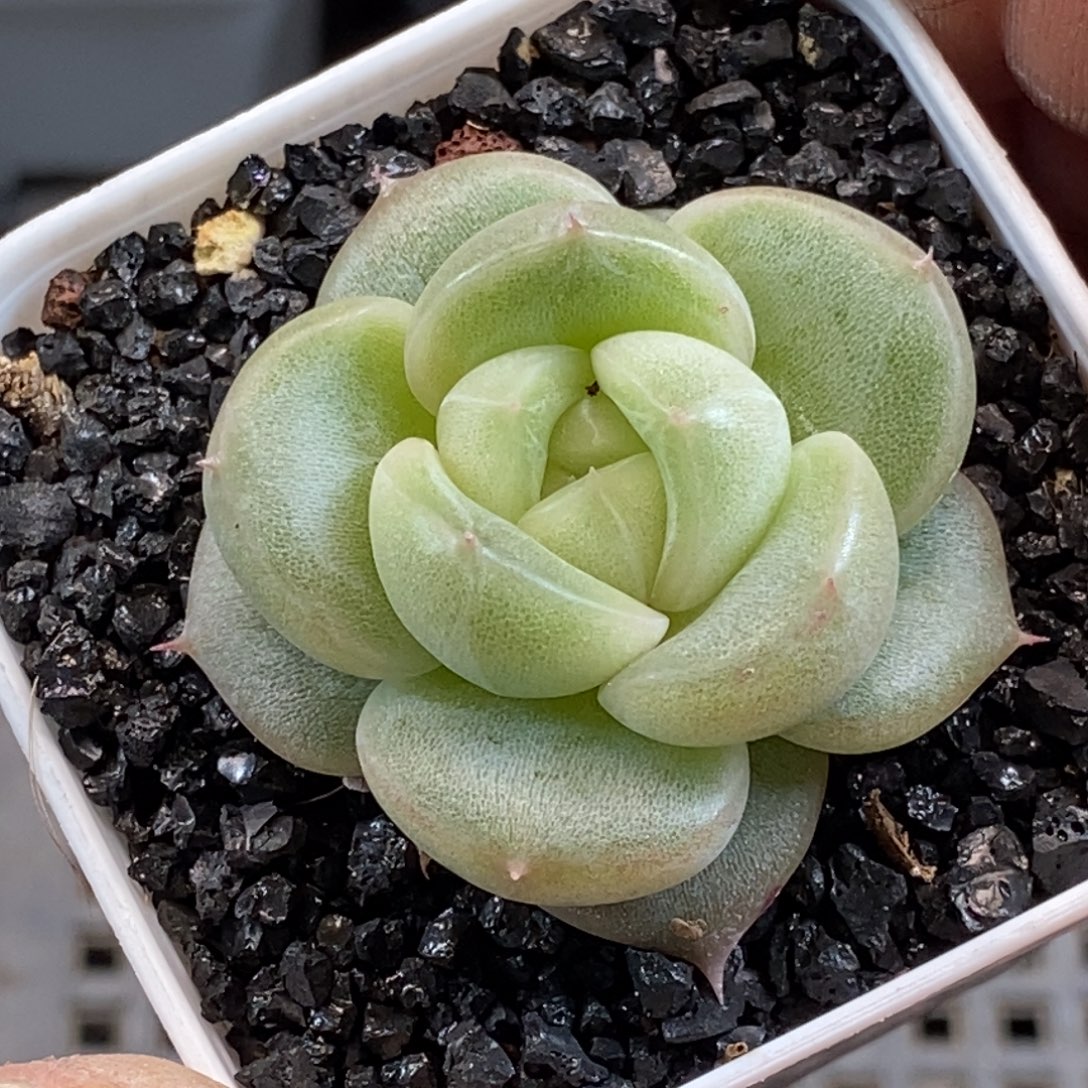 天官赐福百无禁忌