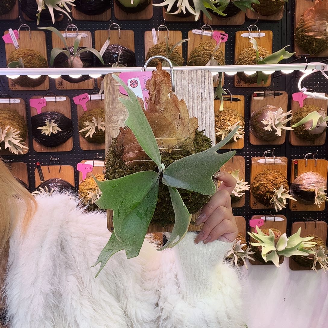 nook 风铃 鹿角蕨