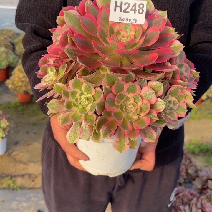 瑞妈，，。。。。248女巫变异，