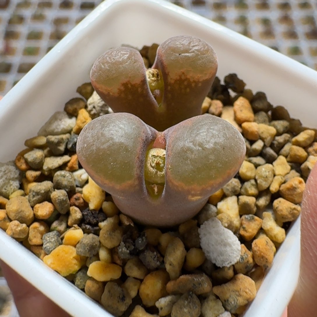 多肉...............