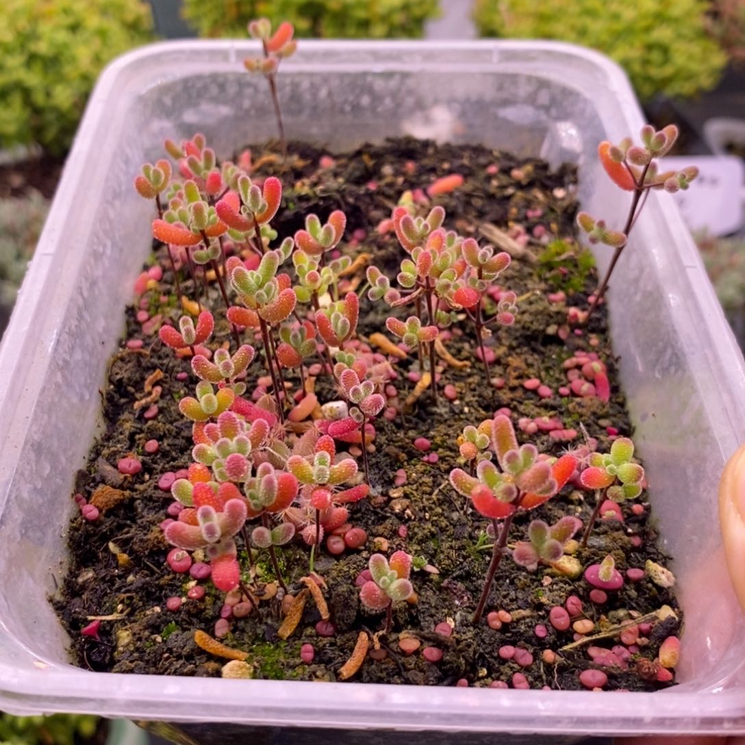 蓝*树644混合小苗。    