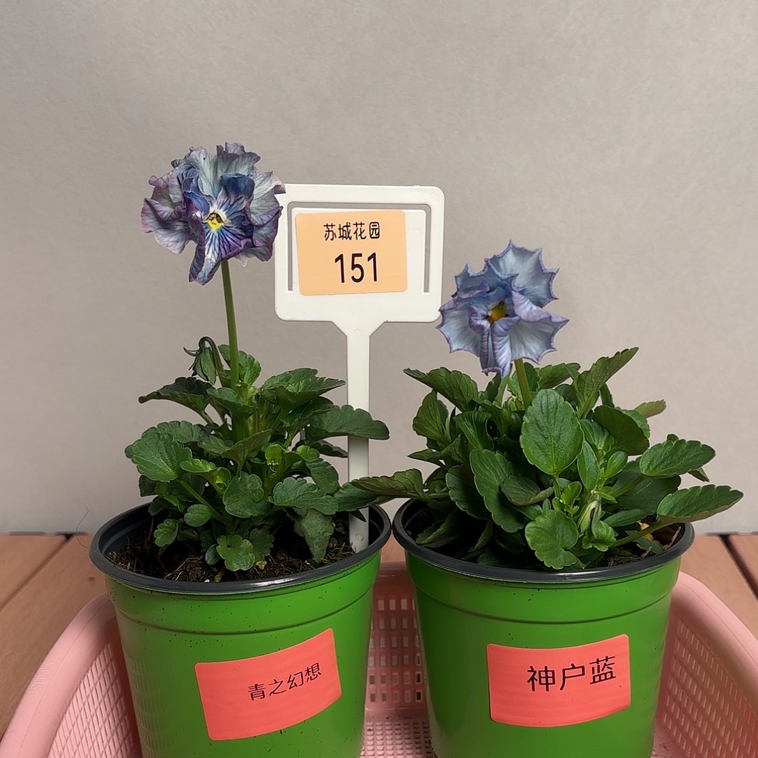 大部分开放少量花苞151