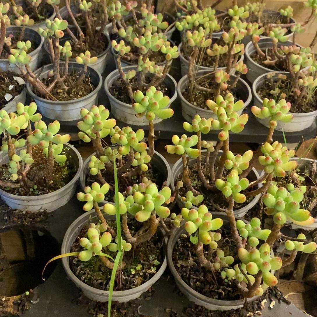 147。乙女心。不售后