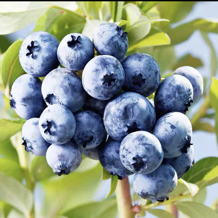 蓝莓树果苗特大南北方种植盆栽地栽薄雾兔眼蓝莓苗木庭院室内阳台