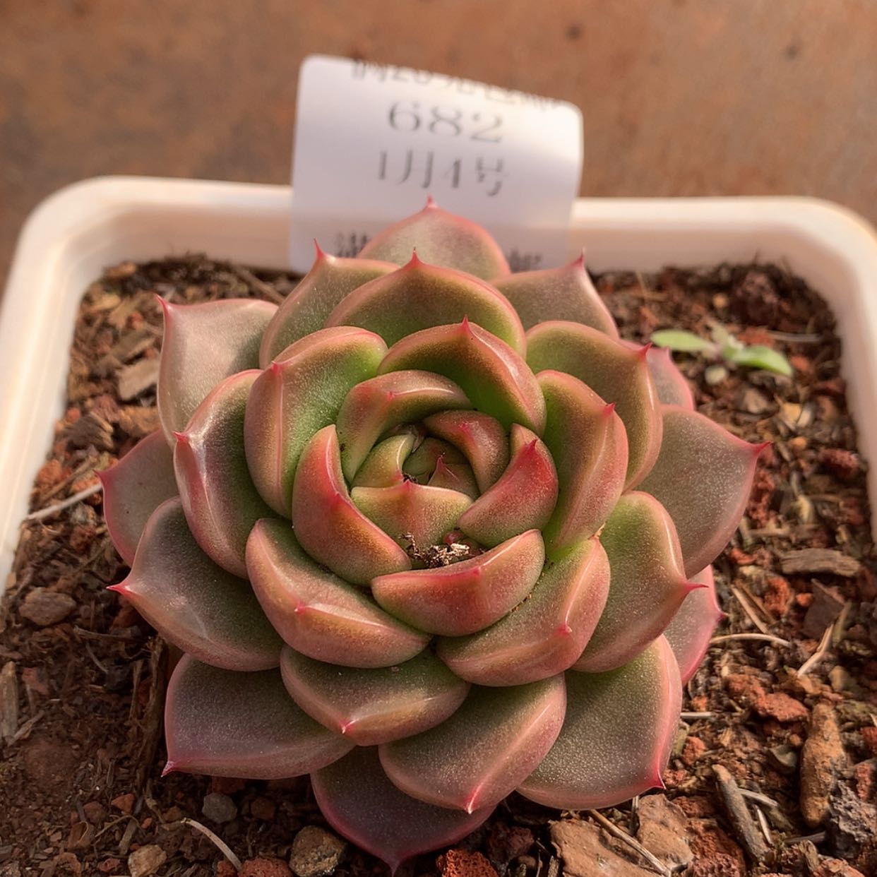 【闪购商品】云682号