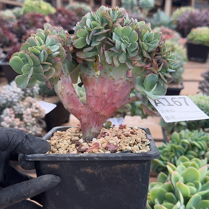 璐璐多肉一物一拍