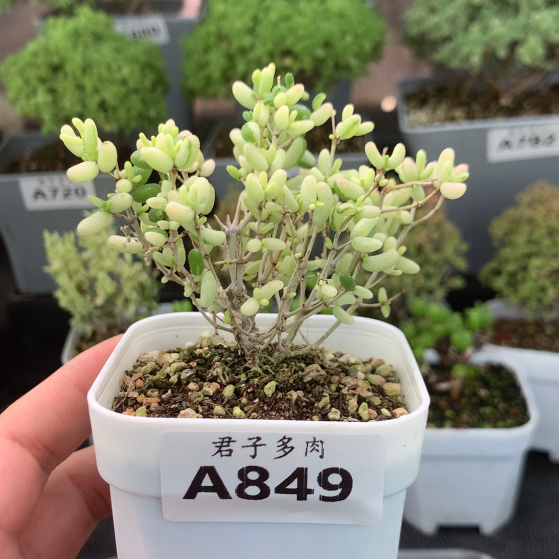 849米粒锦。             