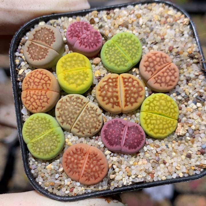 Zzz精品生石花1804