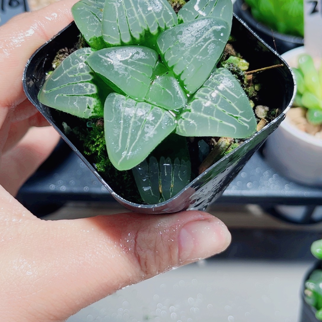 粉色甜心多肉植物6666