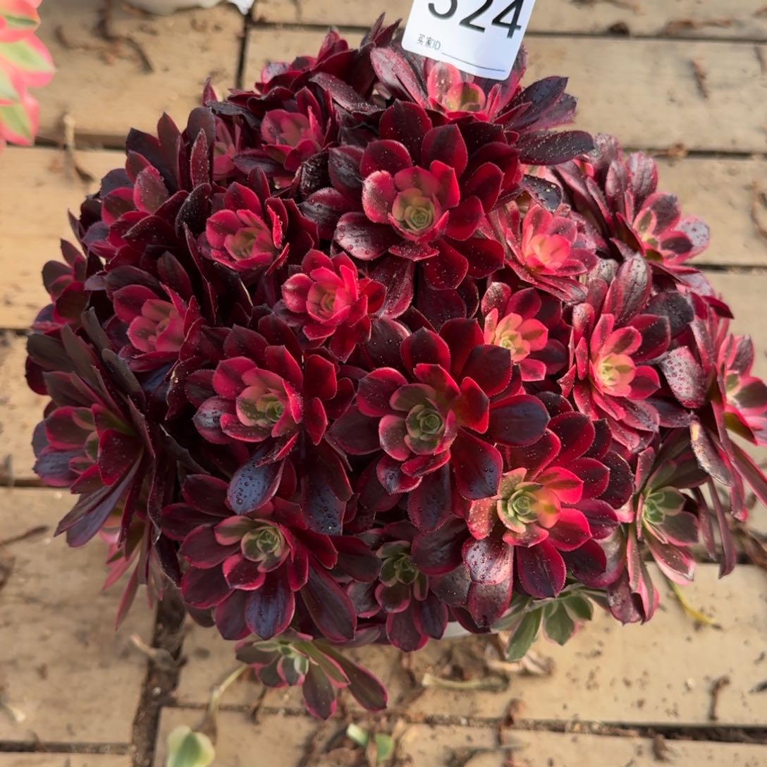 524金丝雀多肉植物