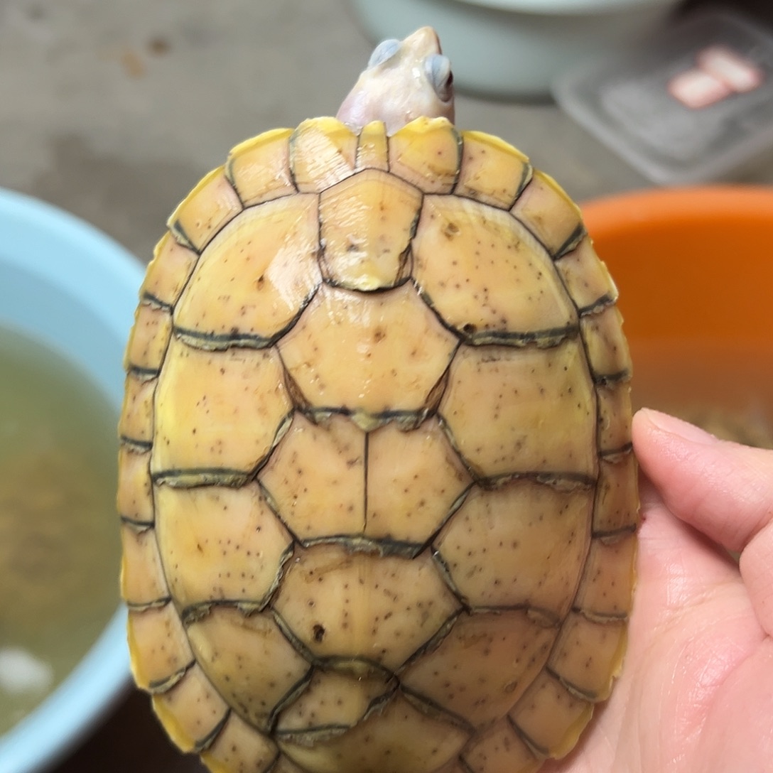 巴西彩龟公错甲精灵大公龟