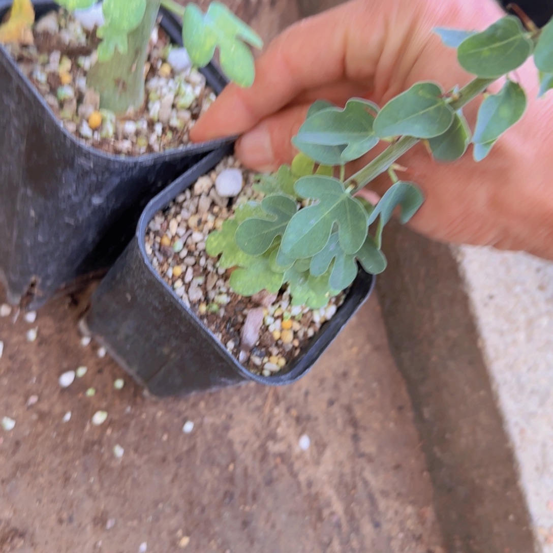 爱***傅块根植物块根植物块根