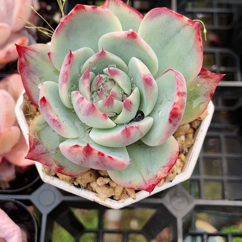 惊鸿仙子8.8一盆88888