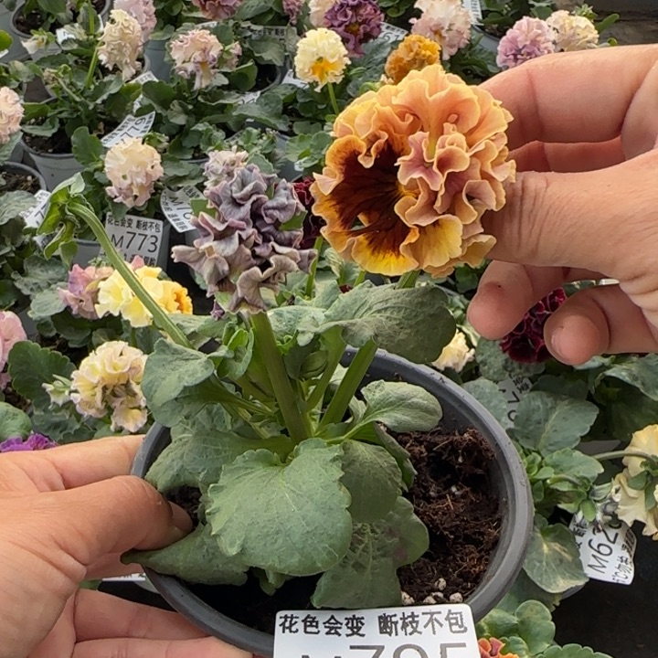 无花朵M795小苗苗晃零下5勿拍