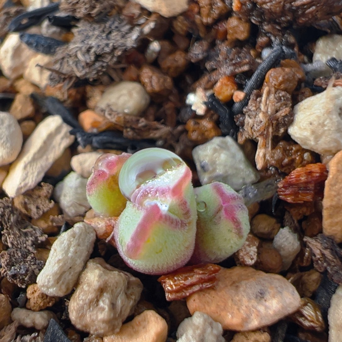 91多肉植物百科知识