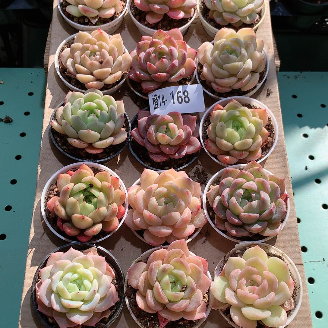 14-168一物一拍带盆18颗。