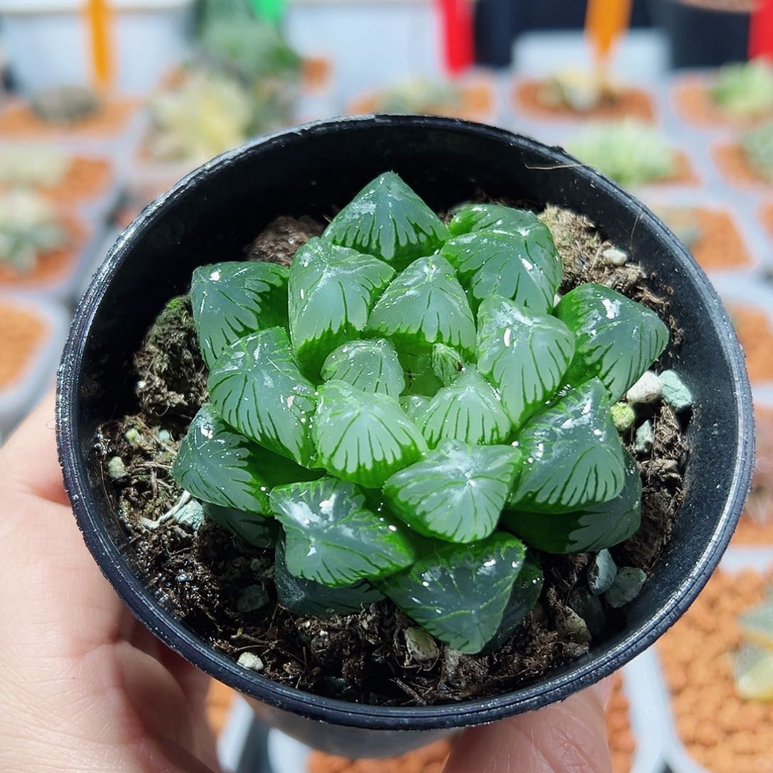 十二卷多肉翠玉露