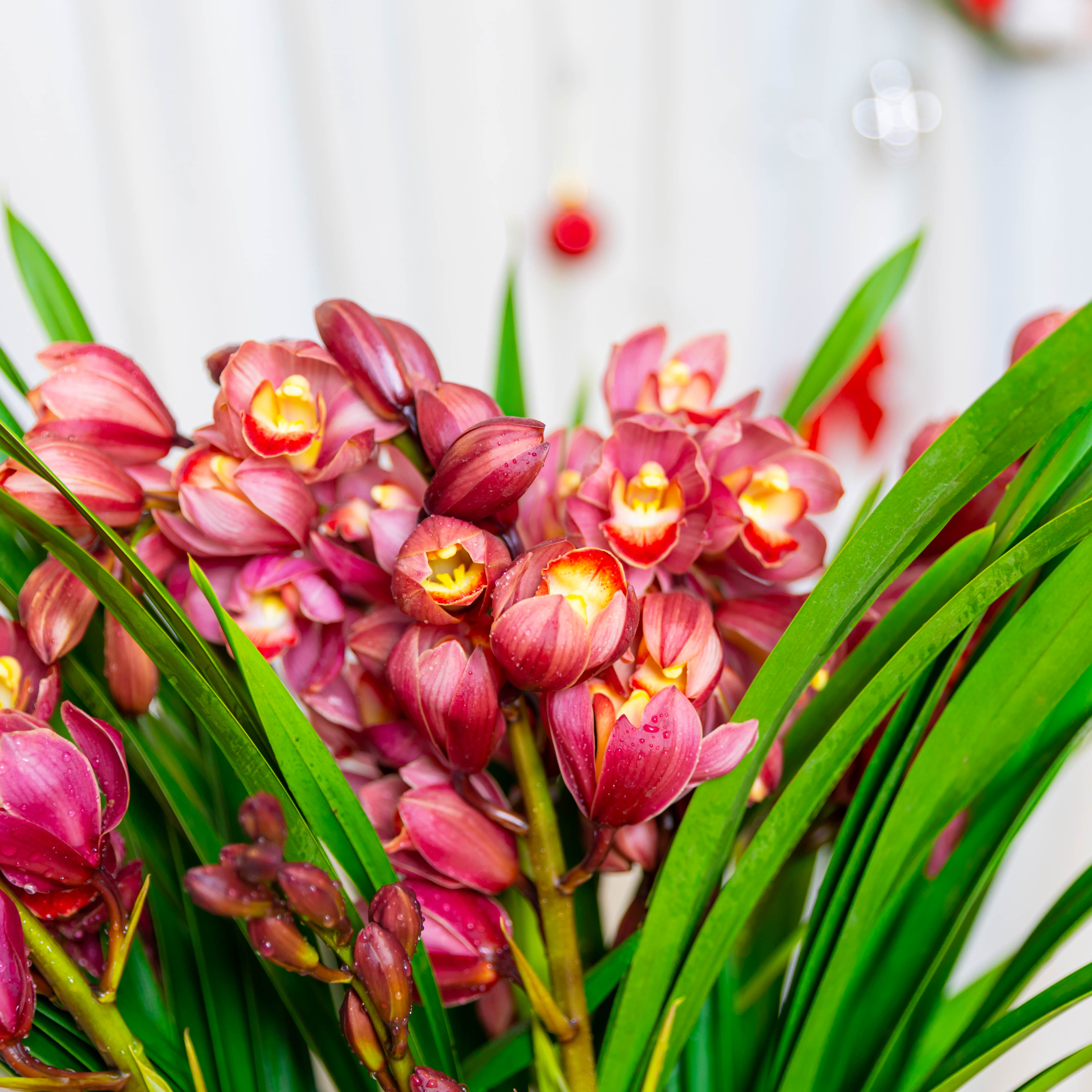 精品兰花蕙兰红宝石【3-5】花剑带花苞浓香花卉年宵花高档绿植花卉