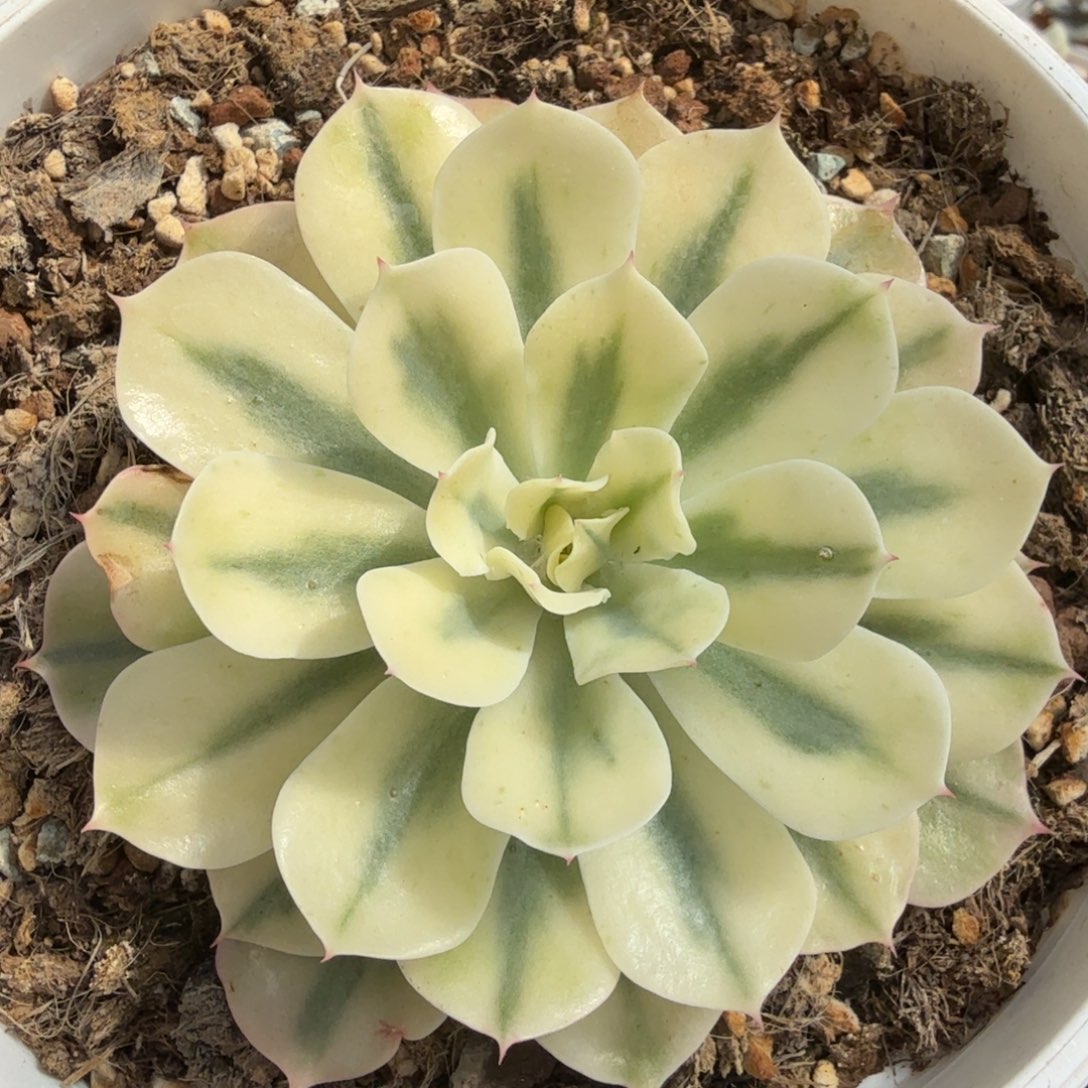 海啸锦，覆轮锦16口盆