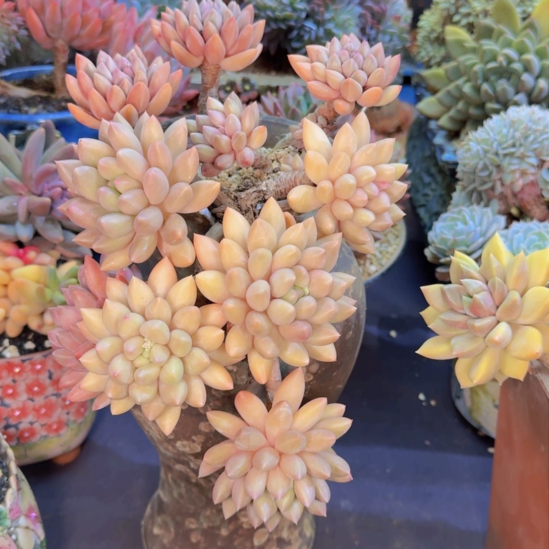 低**念多肉植物的生长发育和