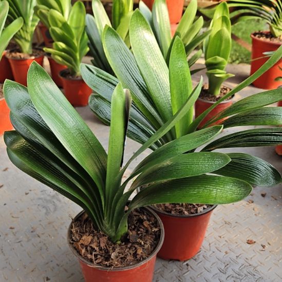 北***星无花朵北星     88两颗