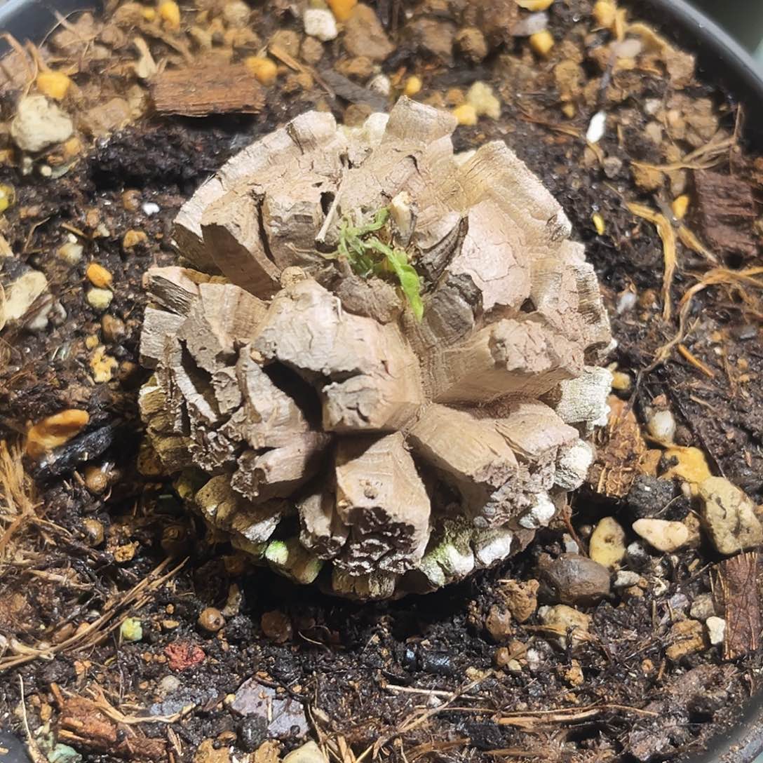 313龟甲龙5757857899