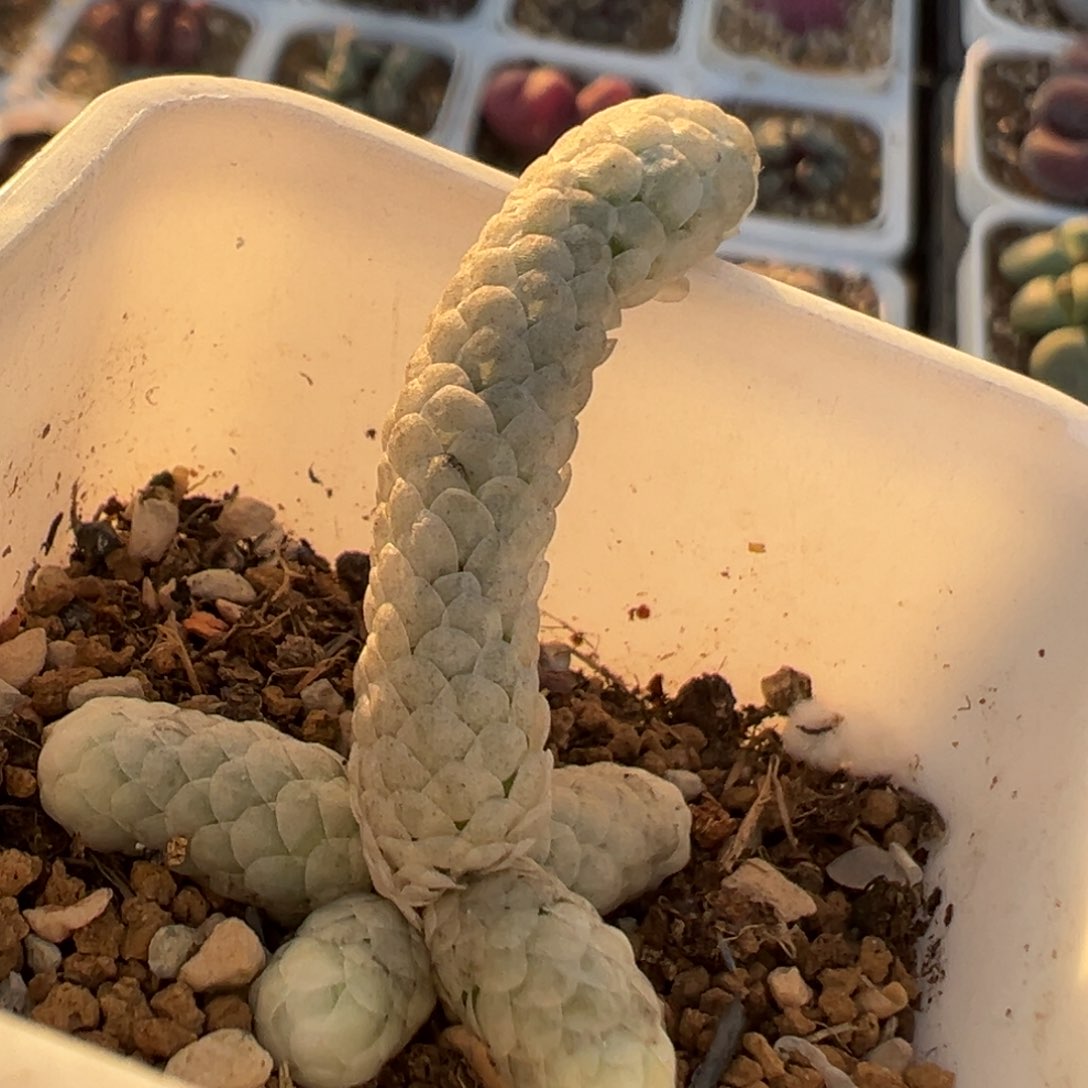 109多肉植物百科知识