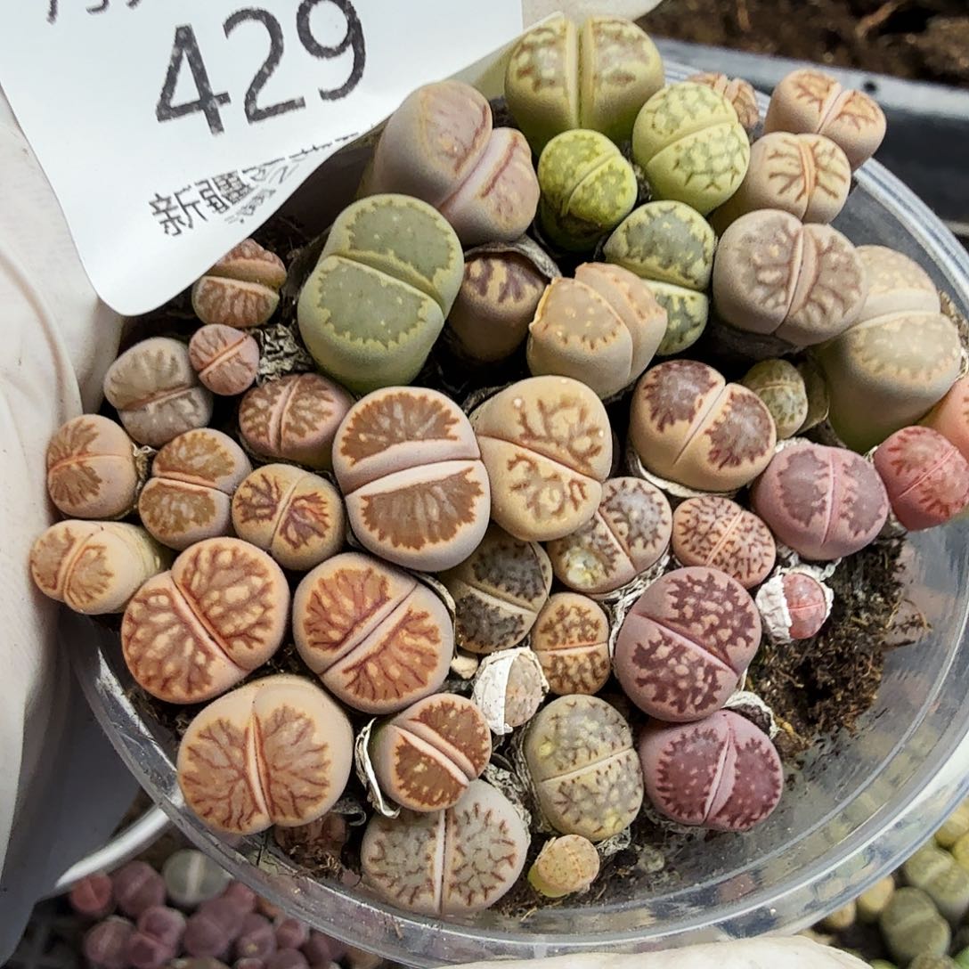 好看我真的不配喜欢了429这个