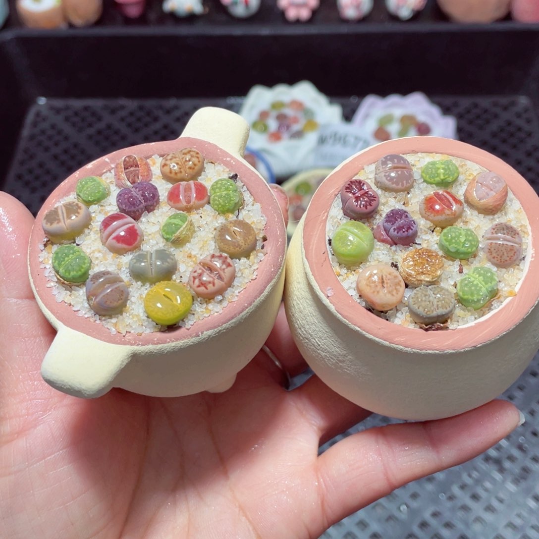 w9678 带盆土发货-零下地区拍保温箱