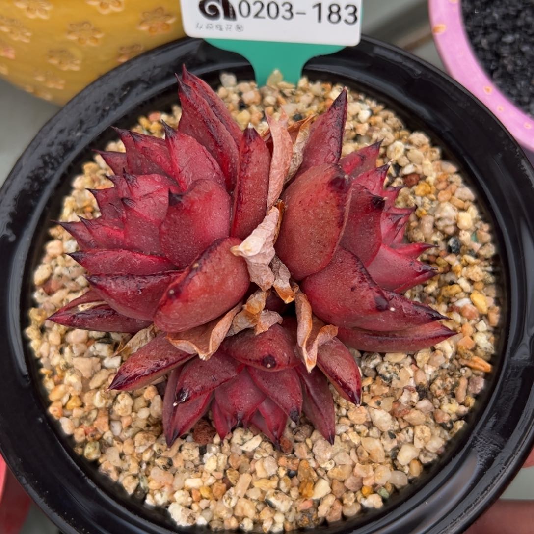 多肉一物一拍0203-183