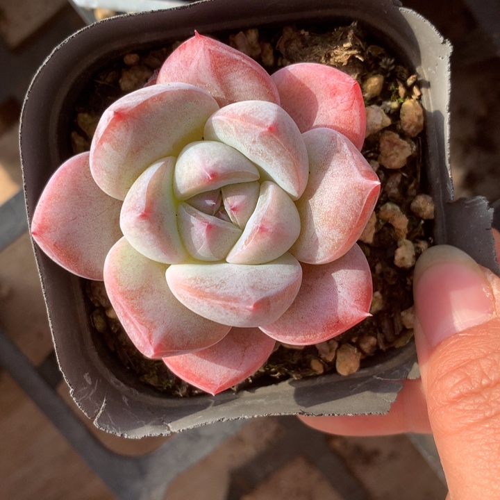 精控星月珍妮多肉