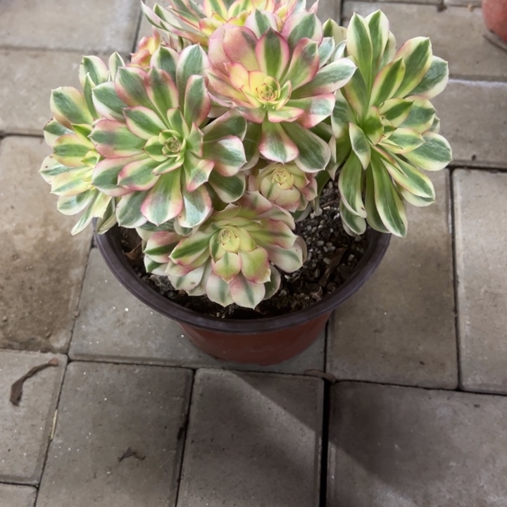 倾城多肉植物花花
